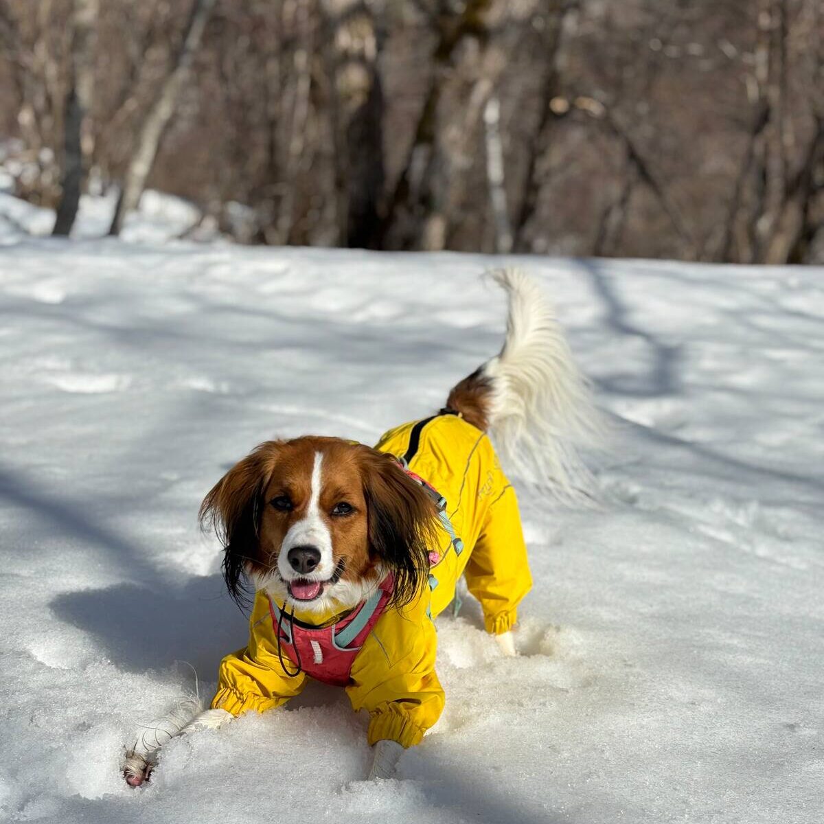 sw1hz2vfbnrpdhk6mjuymdk2njmwoq==